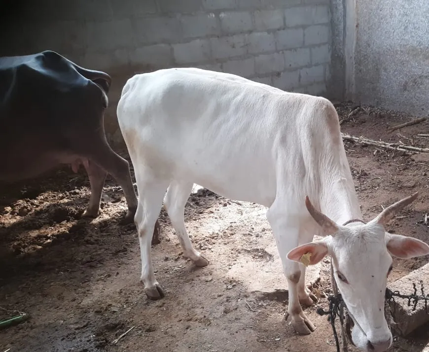 A young white calf at the goshala