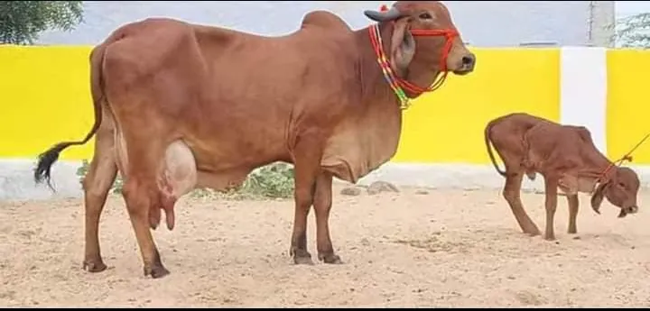 A red cow standing with her calf