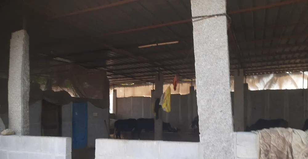 Inside the cattle shed with granite pillars and a sheet roof
